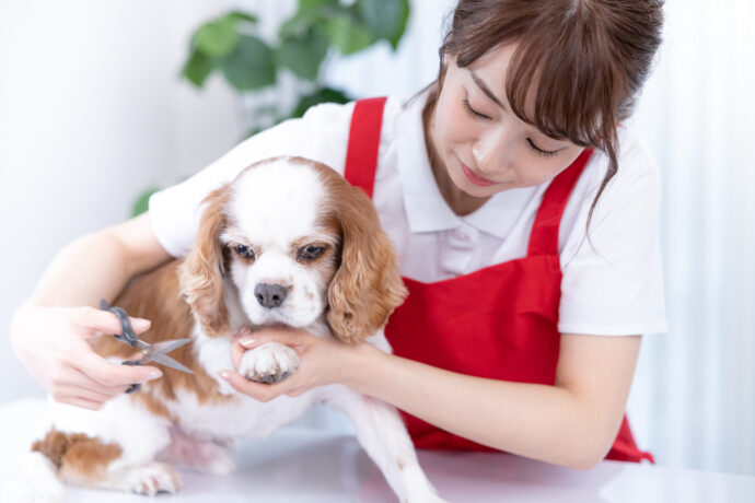 犬をいたわりながら毛をカットするトリマーの女性